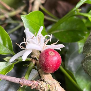 Cafe Cereza Whole Bean Coffee - 1 Pound from La Leona Farm, Colombia